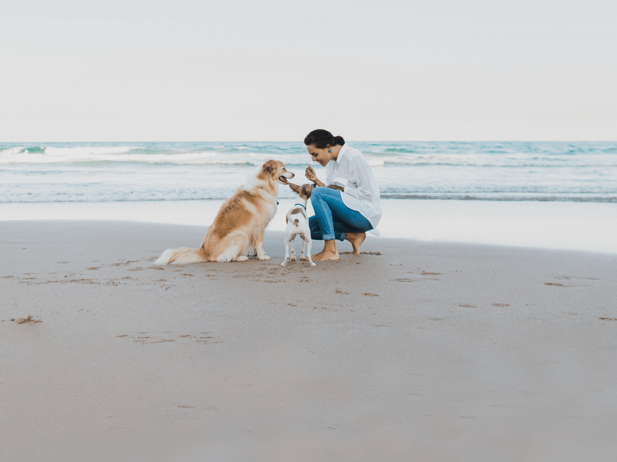 Pets On Holidays Guide Shoalhaven South Coast Nsw