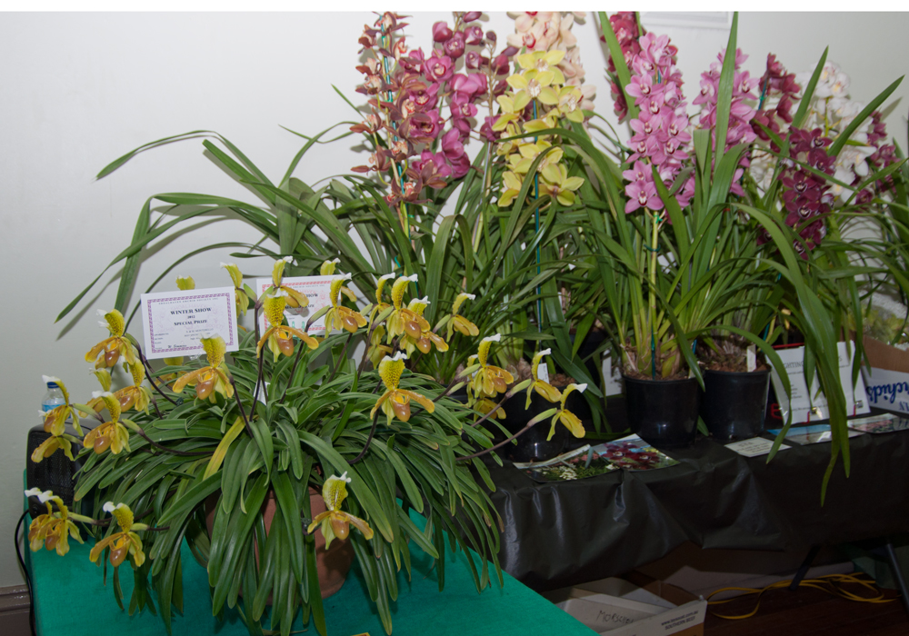 Shoalhaven Orchid Society Spring Show