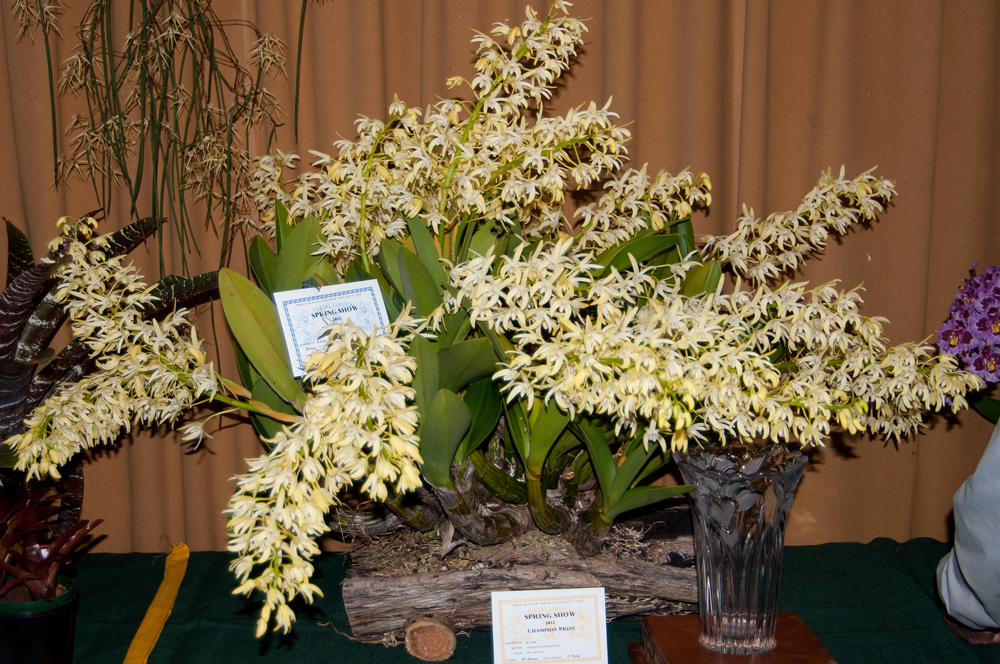 Shoalhaven Orchid Society October Orchid Show